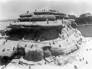 Amok: MONKEYS ON THE ROCKS