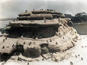 Oncolourisedpic: MONKEYS ON THE ROCKS