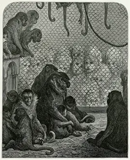 Forlorn: MONKEYS AND SIGHTSEERS