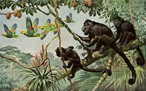 Apes: Monkeys in Tree