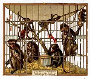 Pickpockets: MONKEYS IN A ZOO CAGE