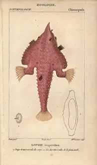 Monkfish: Monkfish, Lophius americanus