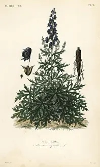 Aconite: Monk's-hood, aconite or wolfsbane