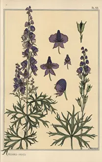 Grassets: Monks hood botanical study