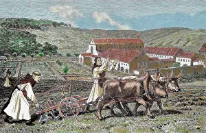 Orchard: Monks ploughing the land with oxen. Germany