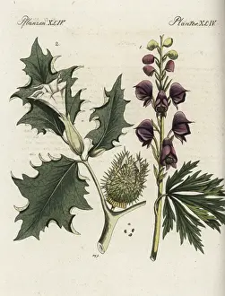 Datura: Monkshood and datura