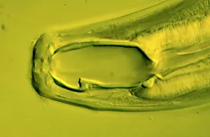Nematode: Monochus aquaticus, nematode