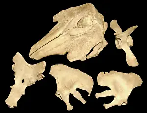 Monoceros: Monodon monoceros, narwhal