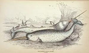 Unicorn: Monodon monoceros, narwhal