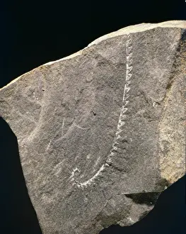 Silurian: Monograptus, graptolite