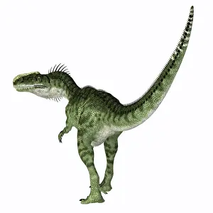 Genus: Monolophosaurus dinosaur, rear view on white background