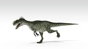 Monolophosaurus: Monolophosaurus dinosaur, white background