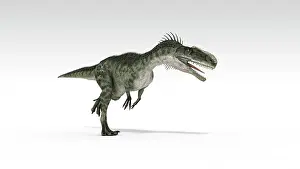 Monolophosaurus: Monolophosaurus dinosaur, white background