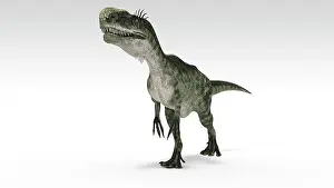 Monolophosaurus: Monolophosaurus dinosaur, white background