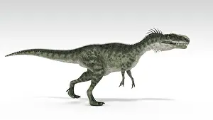 Monolophosaurus: Monolophosaurus dinosaur, white background