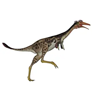 Mononychus: Mononykus dinosaur