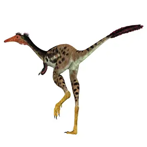 Mongolia: Mononykus dinosaur, rear view