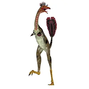 Genus: Mononykus dinosaur, front view on white bckground