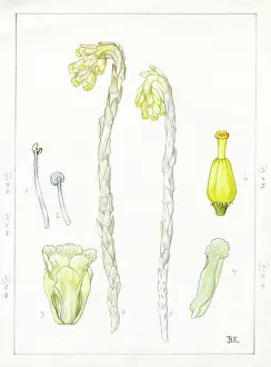 Bentham: Monotropa hypopithys - yellow bird's-nest