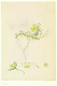 Bauer: Monsonia sp