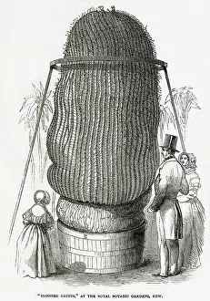 Echinocactus: Monster Cactus at Kew Gardens 1846