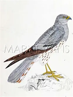 Montagus: MONTAGU'S HARRIER (MOR)