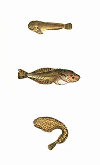Montagu: Montagu's Sucker and Network Sucker