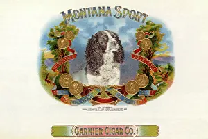 Springer: Montana Sport