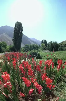 Montane: Montane grasslands in Pamir Mountains, 1995