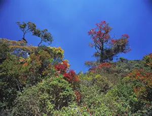 Montane: Montane rainforest canopy