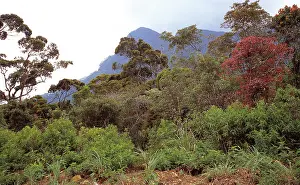 Montane: Montane rainforest canopy, Sri Lanka