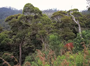 Montane: Montane rainforest canopy, Sri Lanka