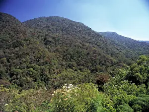 Montane: Montane rainforest canopy, Sri Lanka