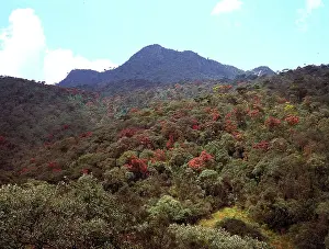 Montane: Montane rainforest, Sri Lanka