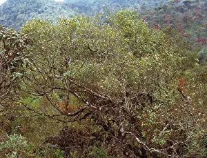 Montane: Montane rainforest, Sri Lanka