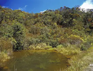 Montane: Montane rainforest, Sri Lanka