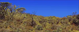Montane: Montane rainforest, Sri Lanka