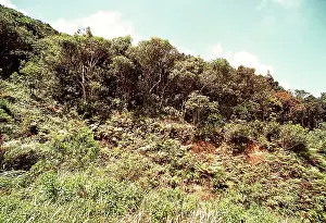 Montane: Montane rainforest, Sri Lanka