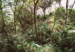 Montane: Montane rainforest, Sri Lanka