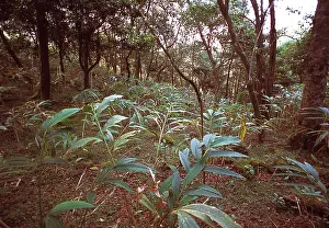 Montane: Montane rainforest, Sri Lanka
