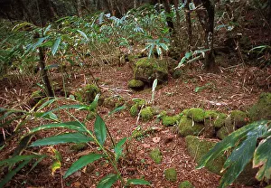 Montane: Montane rainforest, Sri Lanka