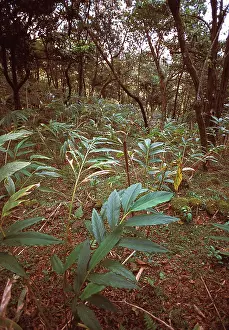 Montane: Montane rainforest, Sri Lanka