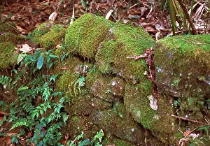 Montane: Montane rainforest, Sri Lanka