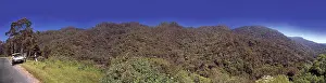Montane: Montane rainforest, Sri Lanka