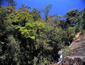 Montane: Montane rainforest, Sri Lanka