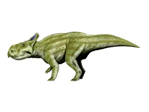Neoceratopsia: Montanoceratops dinosaur