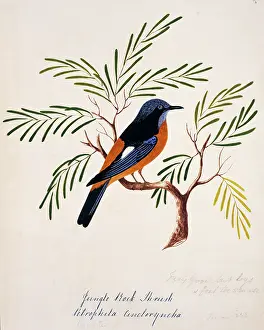 Bushby: Monticolar cinclorhynchus, blue-capped rock thrush