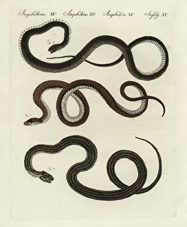 Montpellier: Montpelier, Aesculapian and four-lined snakes