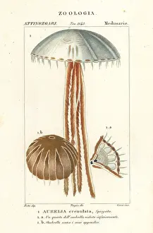 Aurelia: Moon jellyfish, Aurelia crenulata
