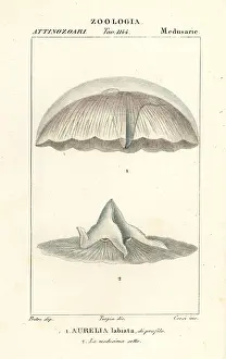 Aurelia: Moon jellyfish, Aurelia labiata
